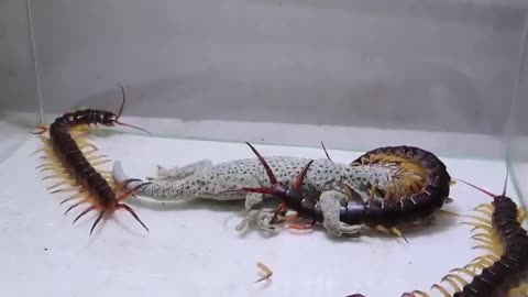 Gecko versus three huge centipedes