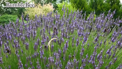 Bumblebees On Lavender || Lavender Flowers || Meadow || Lavender Garden