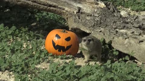 Halloween en el Zoo de Madrid