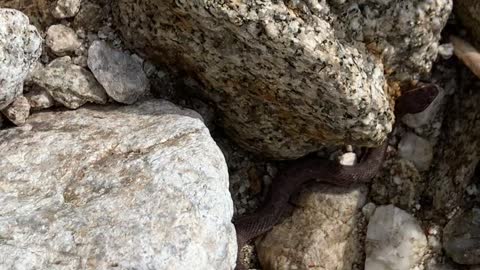 A snake found between rocks.