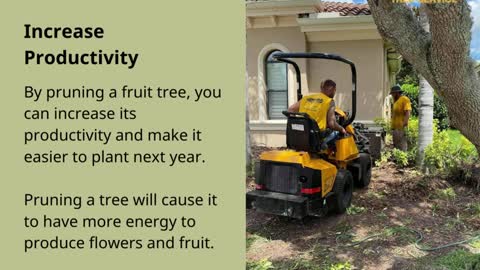 What are the benefits of pruning fruit trees?