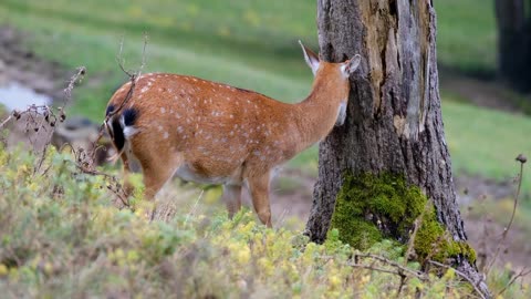 Roe Deer Free Videos | Animals Free Videos| Deer Short Video Animals