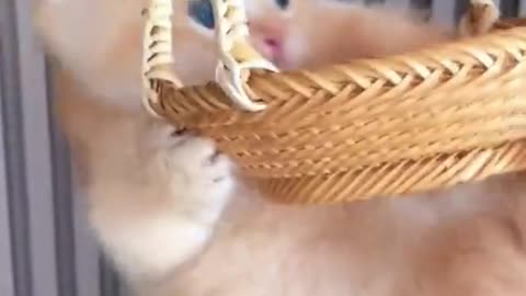 Cute Cat Enjoying