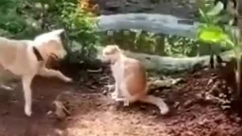 Awesome Funny Pet Animals Videos #shorts