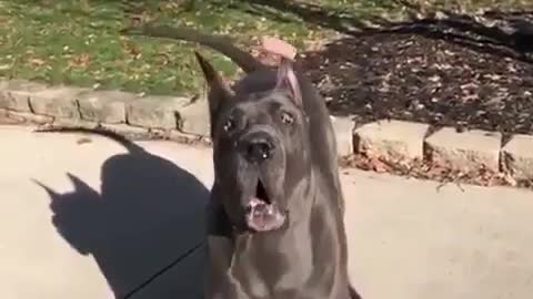 THE GREAT DANE Dog Video 215 - Great Dane Compilation - Tallest Dog in The World