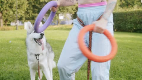 Dog Ring Training Cute Dog little Dog Traning Dog