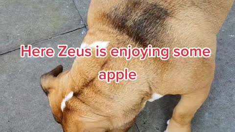 Give a dog some apple