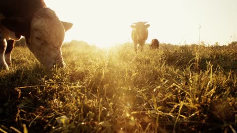 The cow in the meadow is eating grass. At dawn, the cows eat grass