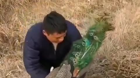 ANGRY PEACOCK HAS LOVE FEVER FOR ITS FEMALE