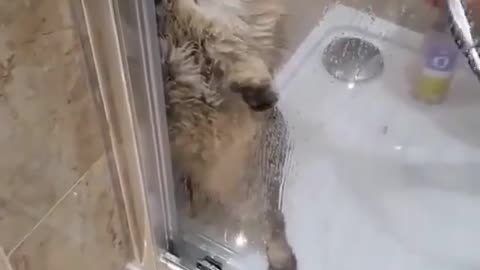a beautiful cats got scared of the water