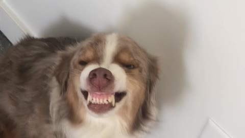 Dog Hides Guilt With Super Cheeky Smile