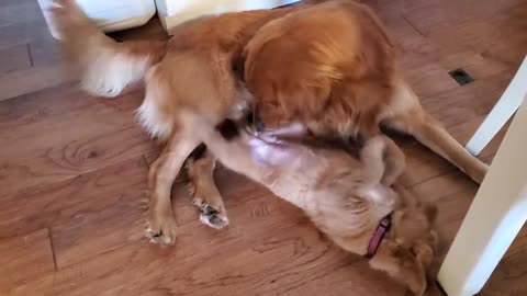 Golden Retriever Dad Tells Daughter Playtime is Over funny video