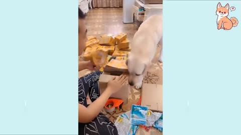 You will laugh at all the DOGS 🤣 Funny DOG Videos 😂🐶