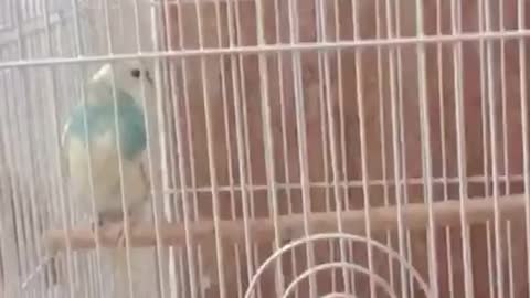 Funny Parrot Talking Videos ~ CUTE Birds Doing Funny Things