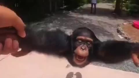 Chimpanzee with his buddy PART-2