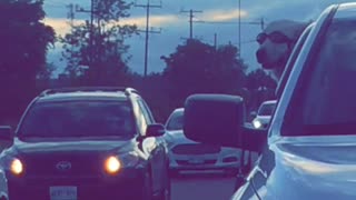 Dog with glasses head out window