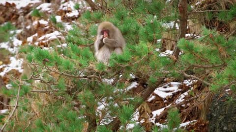 A Collection Of Wild Winter Moments | BBC Earth