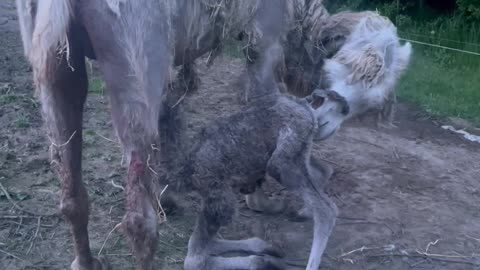 Baby Camel Standing for the First Time