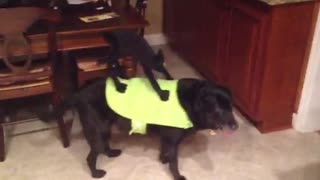 Dog models hilarious Halloween costume