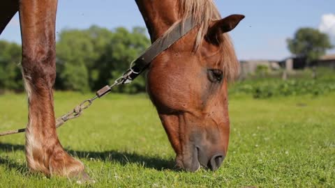 Horse eating grass on green meadow at sunny day. Farming