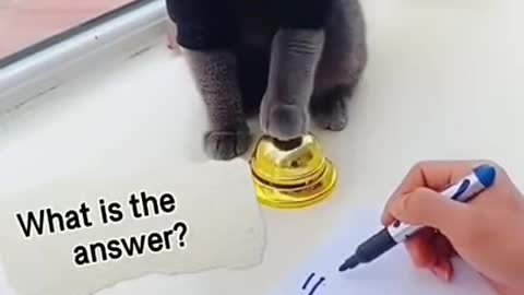 Lovely Cat, black cat, funny cat video - try to not laugh!!!