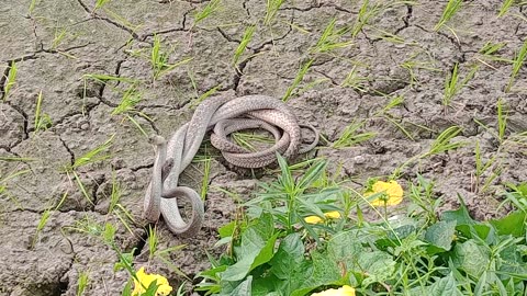 Kobra Snake Video In Village Bihar