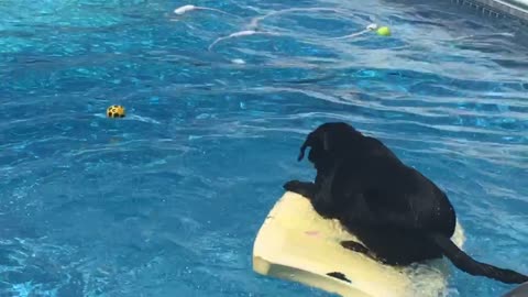 Talented Labrador Dog Balances On Bodyboard To Retrieve Ball Stuck In The Pool