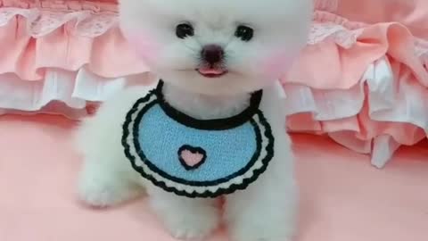 Funny Dogs video - Funny Dogs tiktok - Funny Dogs compilation ♥️😍