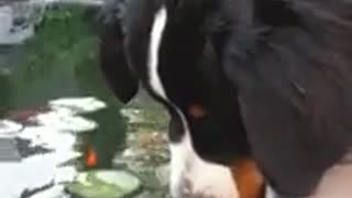 Dog and fish