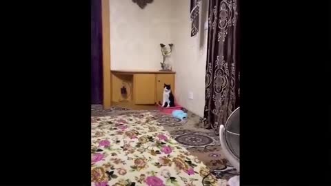 Cat sneak attacks dog and then runs away