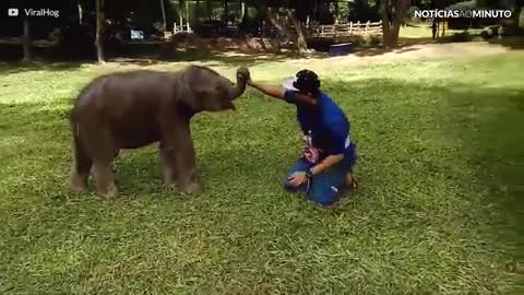 As brincadeiras de um filhote de elefante trapalhão