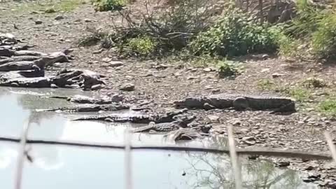 ’Large number’ of crocodiles escape from Boland breeding farm
