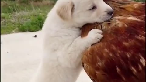The puppy trying to hen's riding