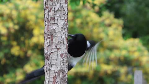 A very cool video of a very beautiful bird eating insects from the tree trunk