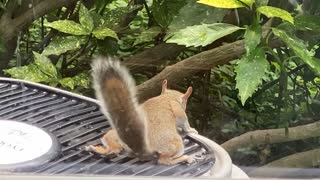Squirrel Uses Air Conditioner Fan to Cool Off