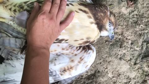 Saving a Hawk! ✨
