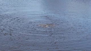 Manatee family out for a morning swim