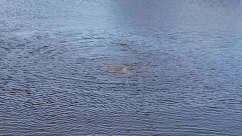 Manatee family out for a morning swim