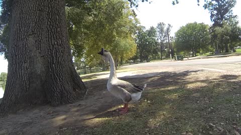 Goose strolling around local lakeshore.