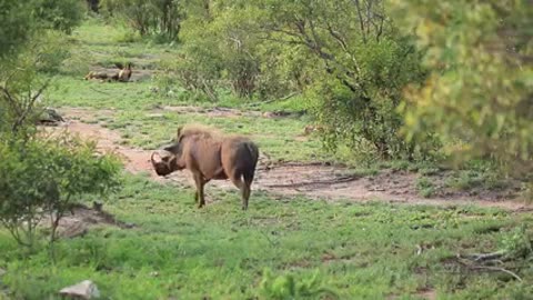 Warthog Goes Face to Face with Wild Dogs.