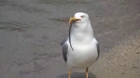 Seagull bird
