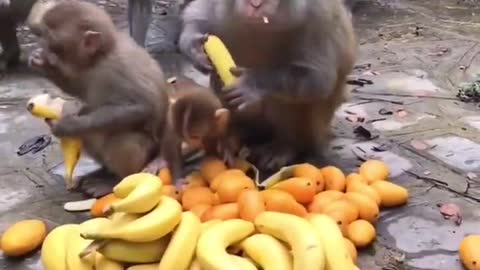 Funny video best animal seene tranding video monkey video cat video dog all funny videos 🤣