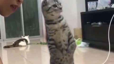 Funny Cats 😹 - Don't try to hold back Laughter 😂 - Funny Cats Life