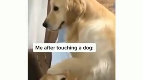 Cutest dog moment is men prank dog