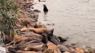 Sea seals sensing #hurricane before landing