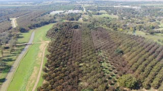 Old Pecan Plantation, November 11, 2020