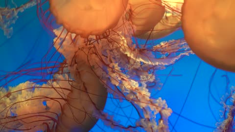 giant jellyfish in China