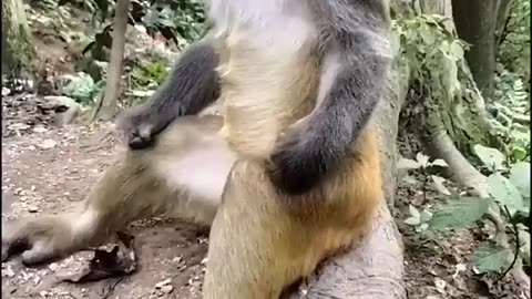 You won't be able to stop laughing after seeing this monkey.🫢😃🤓