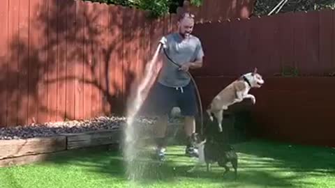 Two dogs playing with hose water man