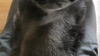 Raccoon gets a massage like a human.